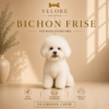 BICHON FRISE