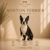 BOSTON TERRIER