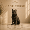CANE CORSO