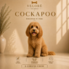 COCKAPOO