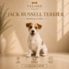 JACK RUSSELL TERRIER