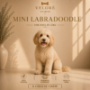 MINI LABRADOODLE
