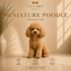 MINIATURE POODLE