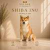 SHIBA INU