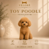 TOY POODLE