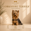 YORKSHIRE TERRIER